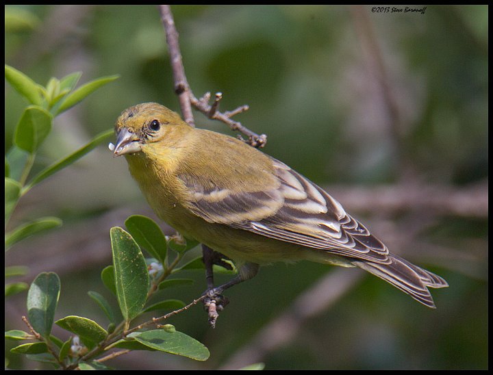 _3SB7047 lesser goldfinch female.jpg